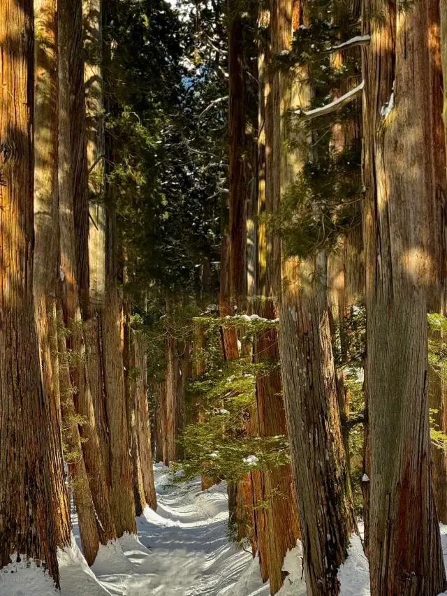 長野·戸隠神社