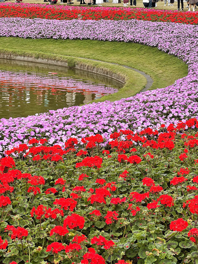 雲台花園鬱金香花展已經開始期待春天啦