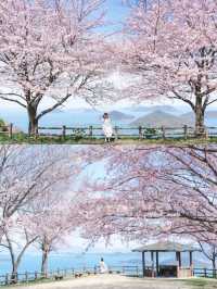 日本櫻花·一個人旅行·重新認識自己的機會