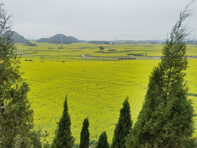 春日萌動，雲南羅平等你來！