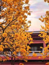 春遊記|我在廣州等你共赴黃花風鈴木的盛宴