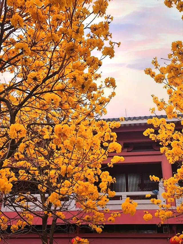 Spring Outing Memoir | I'm waiting for you in Guangzhou to join the feast of the golden trumpet trees