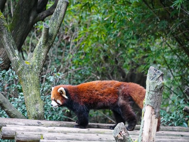 Must see Panda Village in Chengdu