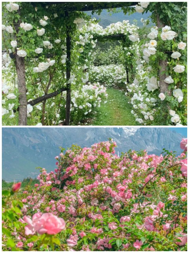 麗江四季花海