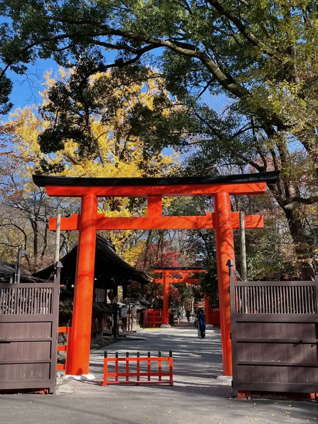 京都楓葉 最後的晚楓下鴨神社