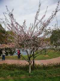 武漢青山公園免費看櫻花、海棠花、桃花