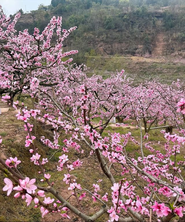 清明假期桃花盛開時