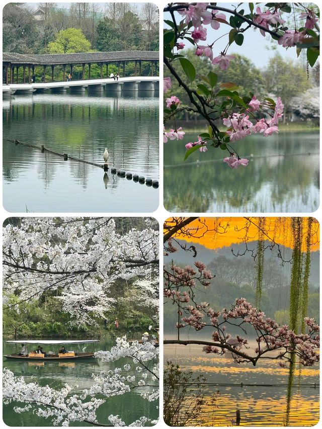 來杭州7年，最喜歡的西湖一日春遊路線