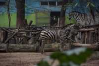 一年至少要來一次的動物園就是他了