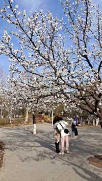 春日賞花踏春