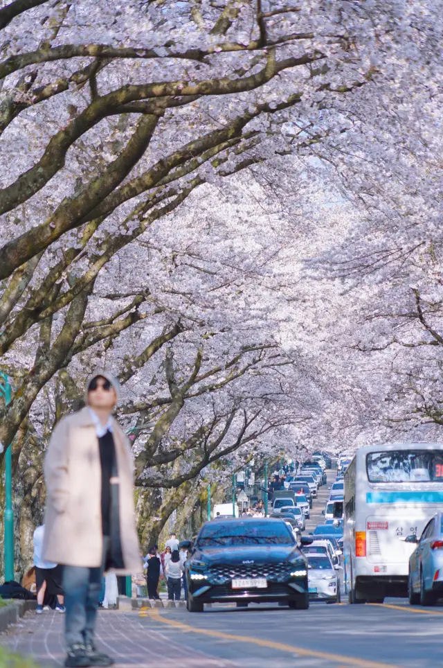 天了噜！韓國賞櫻花一日遊就去濟州大學就夠了！