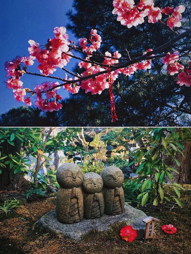 春｜鎌倉閒遊，觀花賞景望富士