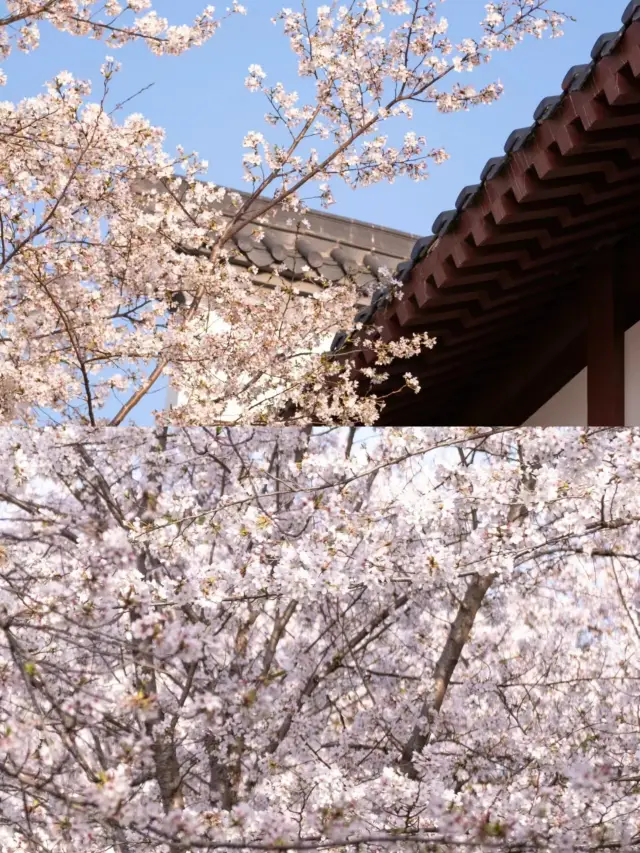 이 풍경을 누가 봐도 마음이 흔들리지 않겠어요, 여러분들, 어서 달려가세요