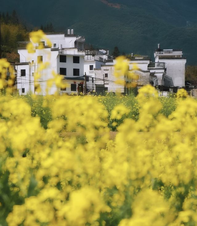 江西婺源｜春天就要去婺源看漫山油菜花