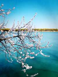 三月春分賞花記｜頤和園西堤綠柳紅桃風拂面