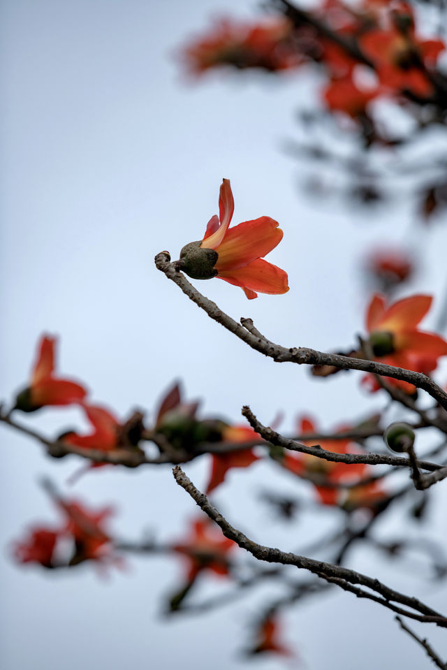 三月裡的佛山，滿城被木棉花披上“紅妝”