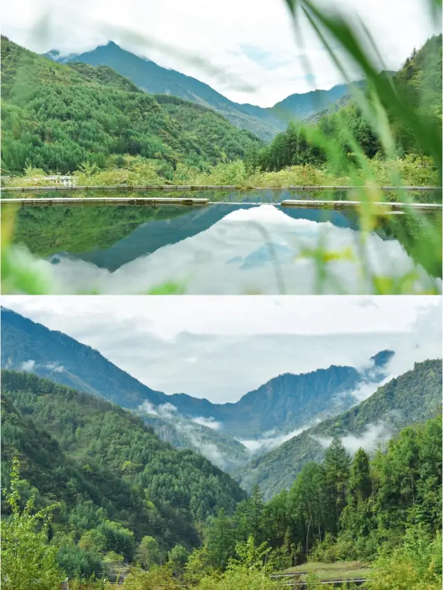 福寶回國後,你會去看它嗎?