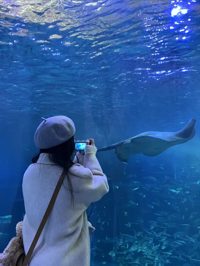 濟州島｜Aqua Plane水族館