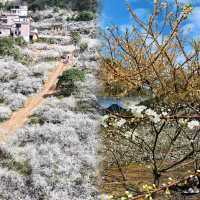 廣東這個宛如雪鄉的千畝梨花谷，花正盛開中  陽山水浪花谷