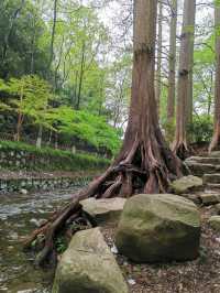 青山綠水育龍井，五雲山上尋五雲：九溪親子