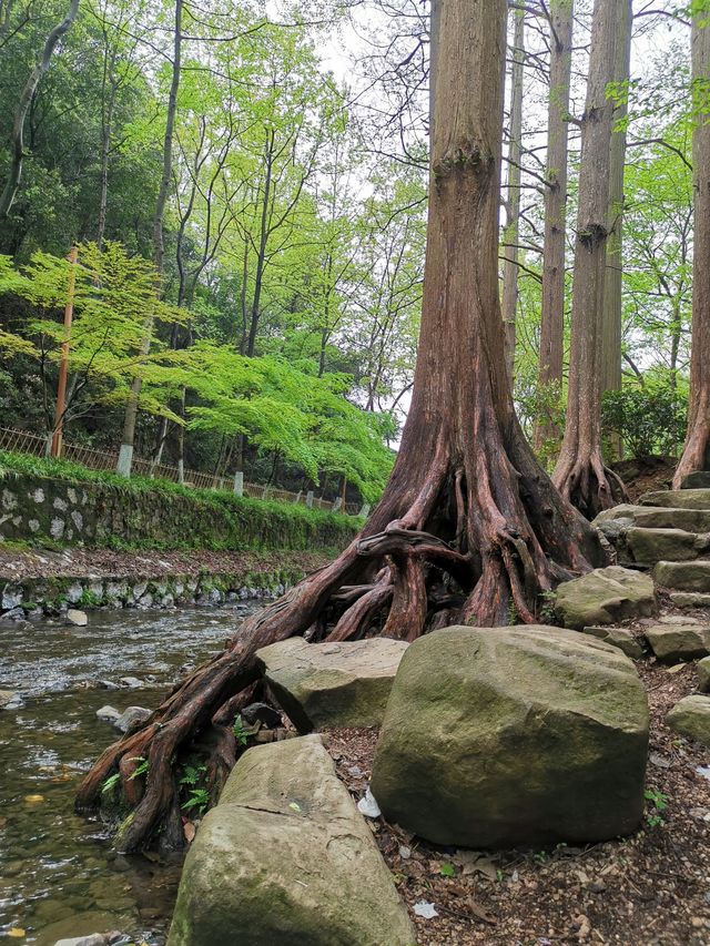 青山綠水育龍井，五雲山上尋五雲：九溪親子