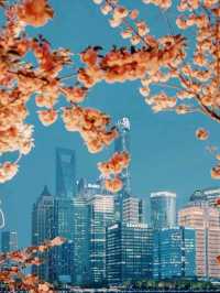 Cherry Blossoms surrounding North Bund 🇨🇳