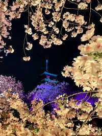 Cherry Blossoms at East Lake Wuhan 🌸🇨🇳♥️