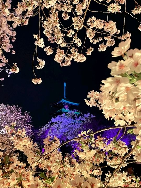 Cherry Blossoms at East Lake Wuhan 🌸🇨🇳♥️