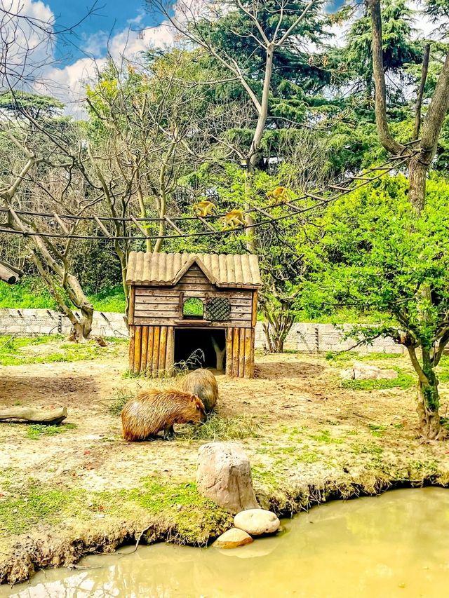 上海野生動物園一日遊｜保姆級遊玩攻略