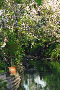 成都棠湖公園「柔枝恰恰語流鶯，西府名花冠蜀城