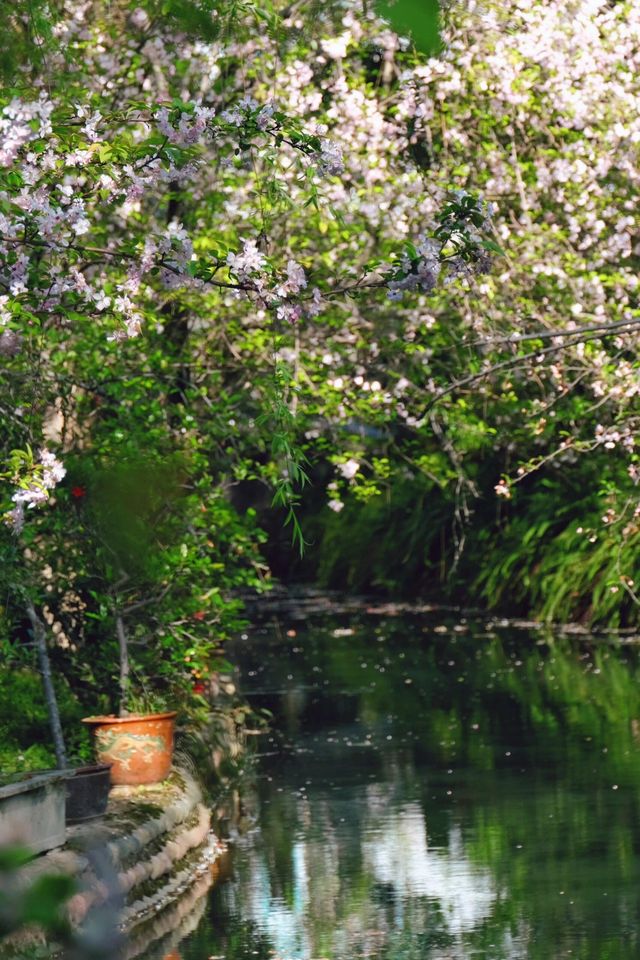 成都棠湖公園「柔枝恰恰語流鶯，西府名花冠蜀城