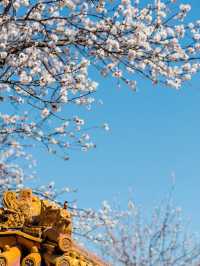 Spring Majesty at the Palace Museum🌸🏰