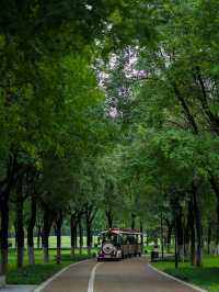 Emerald Wilderness within the Second Ring Road of Xi'an City🌿