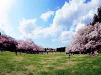 Touching Sakura Nature