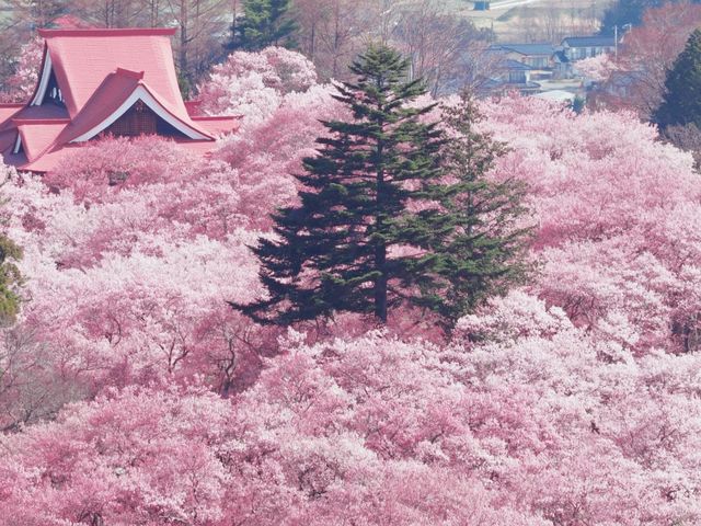 Fun and Stun during Sakura Hanami