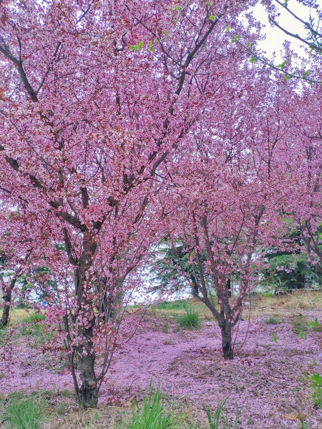 上春山——煙臺萊山鳳凰山東北坡