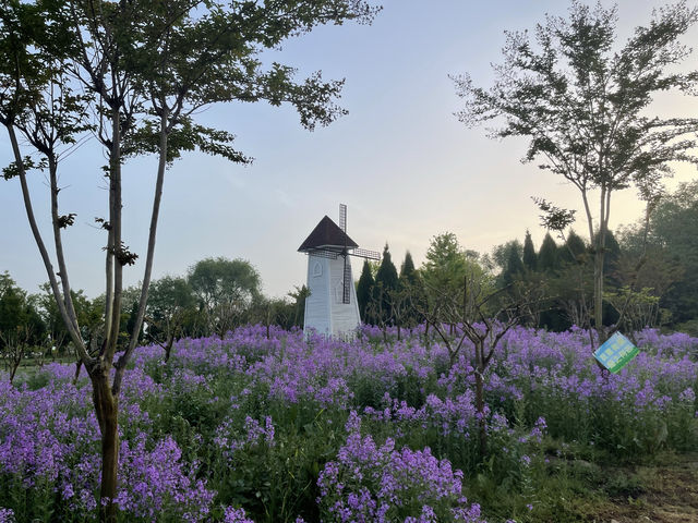 三門峽黃河邊上開滿紫花的公園