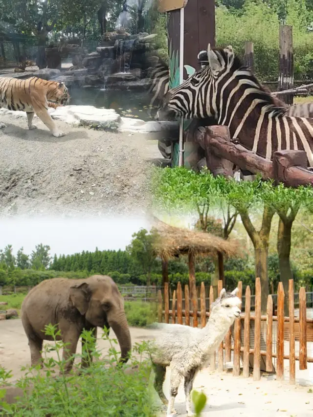 상하이 야생동물원 초실용 공략
