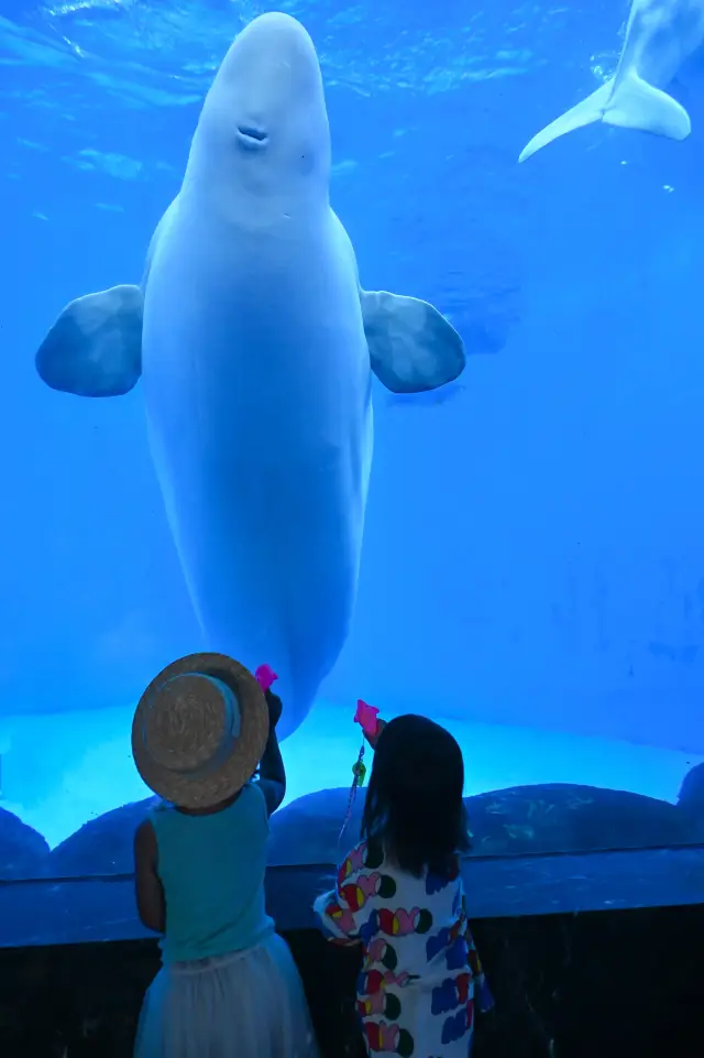 How to have fun at Chengdu Polar Ocean Park with kids on the weekend? I've made it clear now!