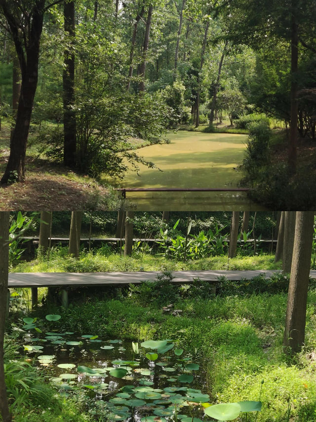 無盡夏已開合肥人有屬於自己的綠野仙蹤