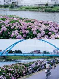 東京舊中川 | 晴空塔下紫陽花開滿河岸