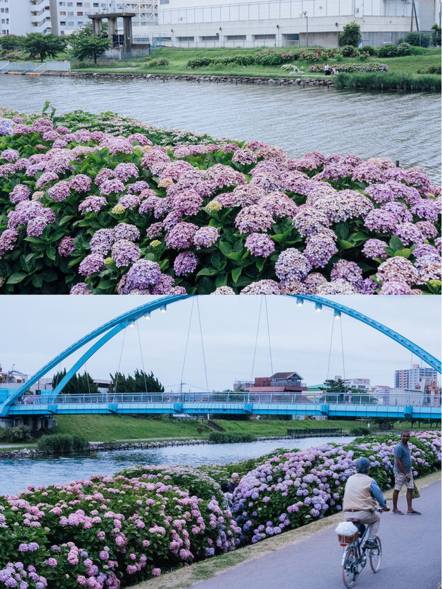 東京舊中川 | 晴空塔下紫陽花開滿河岸