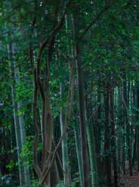 彭州陽平玄觀