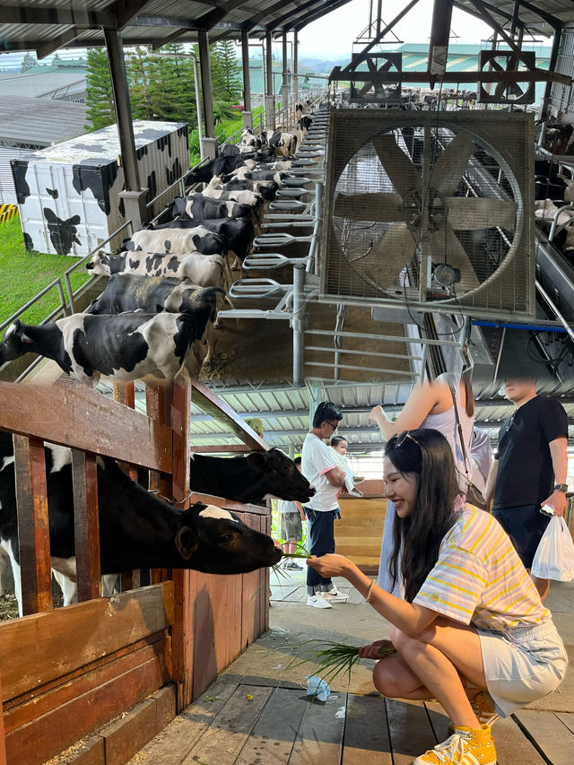 亞庇神山牧場｜「我的阿勒泰」分會場還能親自餵小牛