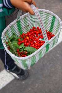 我的人生FIRST|免费采摘千年樱桃沟