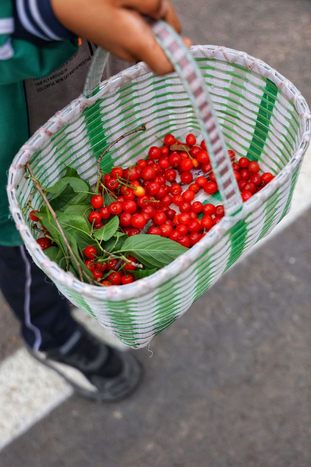 我的人生FIRST|免费采摘千年樱桃沟