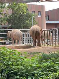 濟南動物園攻略