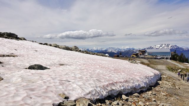 惠斯勒夏天滑雪