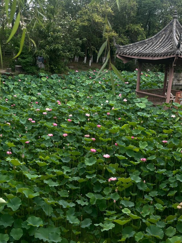 凤凰山公園——被譽為川北第一樓的凤凰樓。