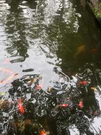 新都桂湖||桂花飄香秋意濃。